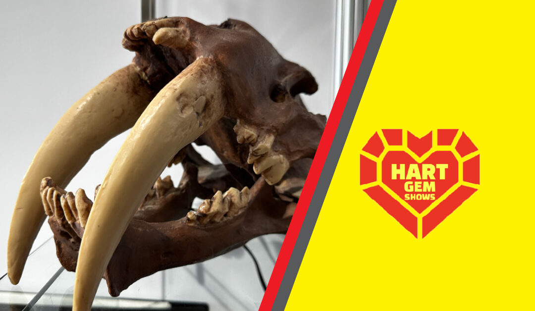 Fossils That Tell a Story: Discover Rare Specimens at the Denver Mineral & Gem Show
