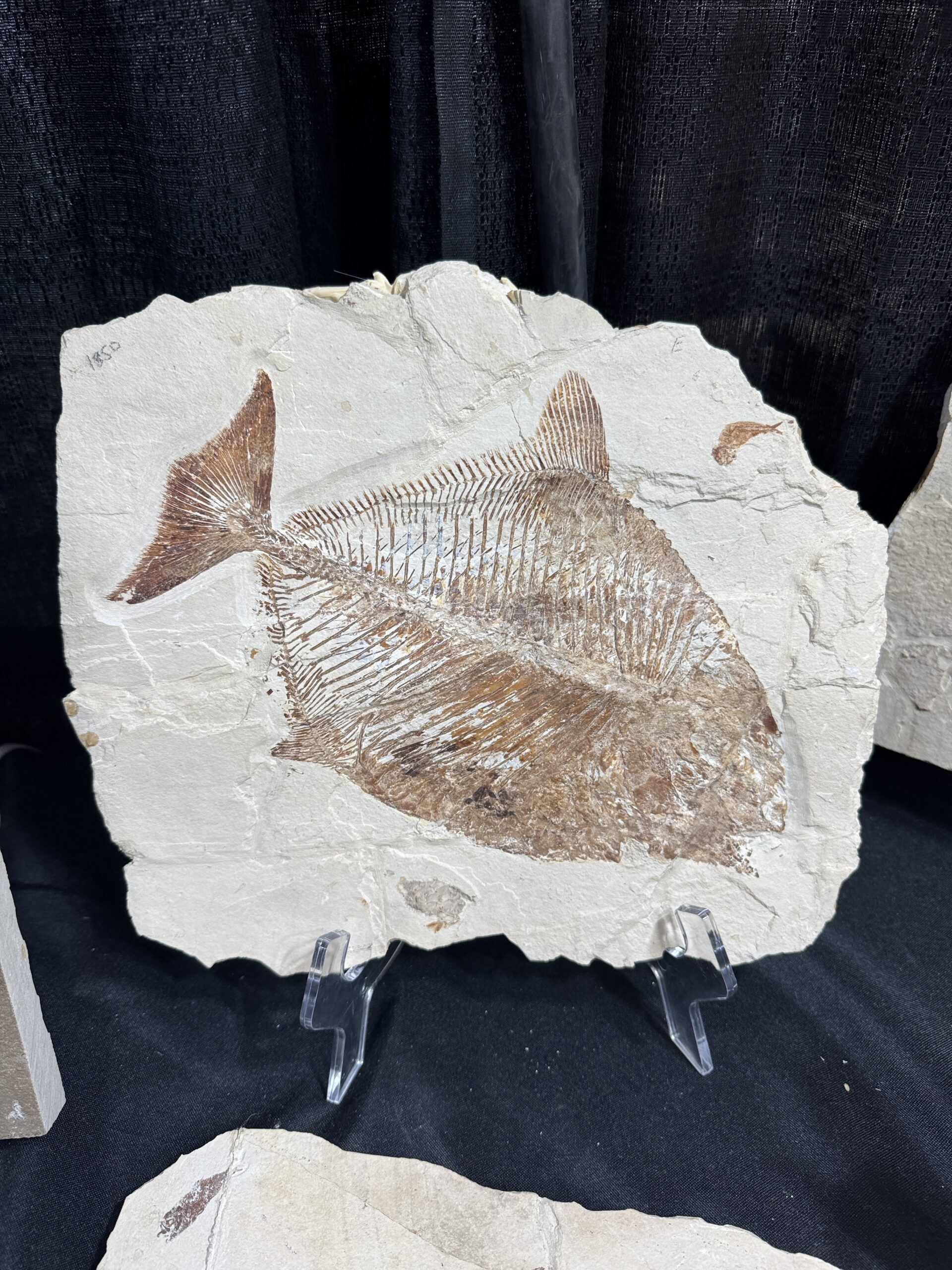 Denver Fossil Show